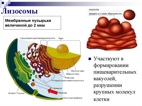 Строение лизосомы эукариотической клетки