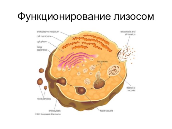 Образование лизосом в аппарате Гольджи