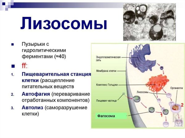 Схема строения лизосомы