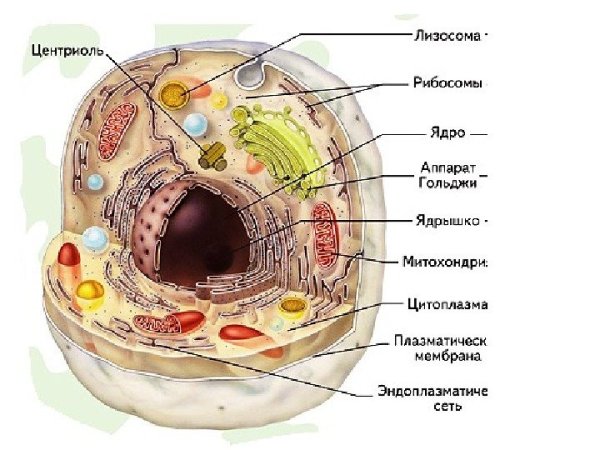 Лизосома функции органоида