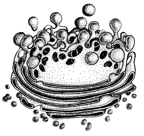 Строение ЭПС клетки