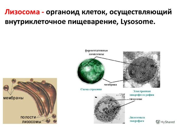 Лизосомы строение в микроскопе