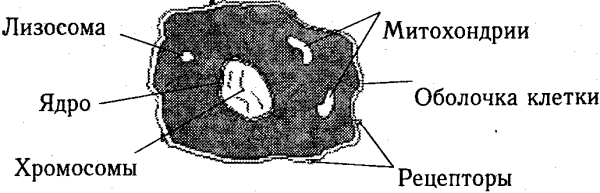 Лизосома модель