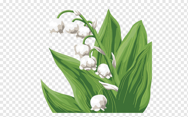 Ландыш мультяшный