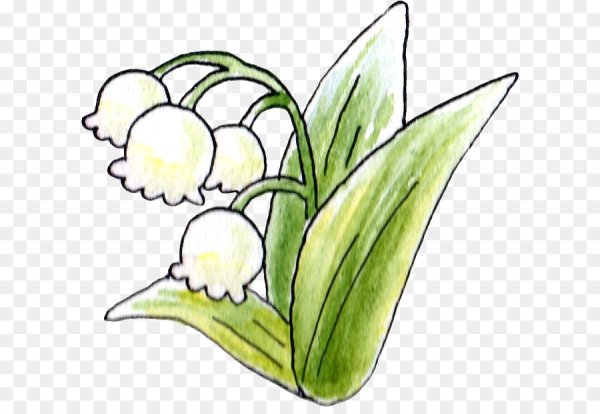 Ландыш рисунок карандашом