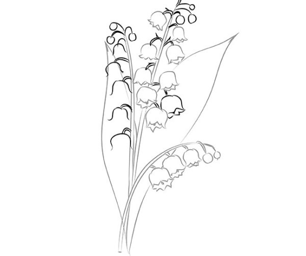 Ландыш рисунок