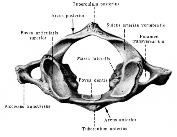 Атлант шейный позвонок анатомия