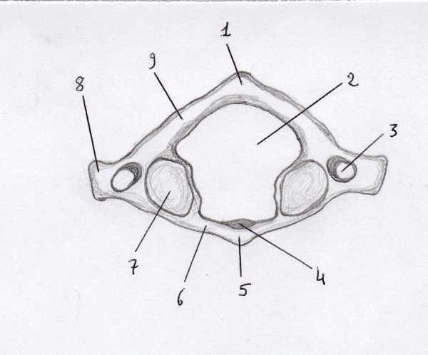1 Шейный позвонок Атлант