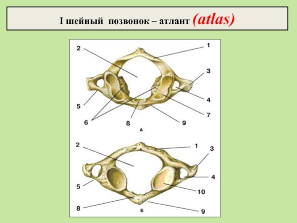 Шейный позвонок Атлант строение