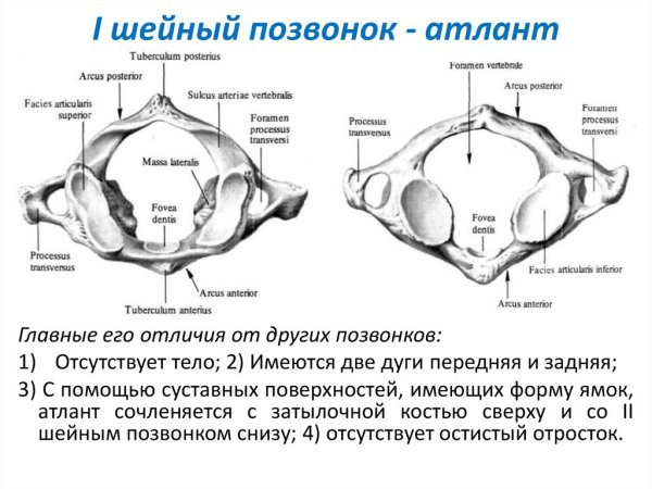 Первый шейный позвонок Атлант строение