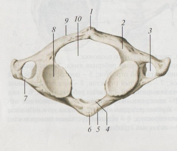 Первый шейный позвонок Атлант cнизу