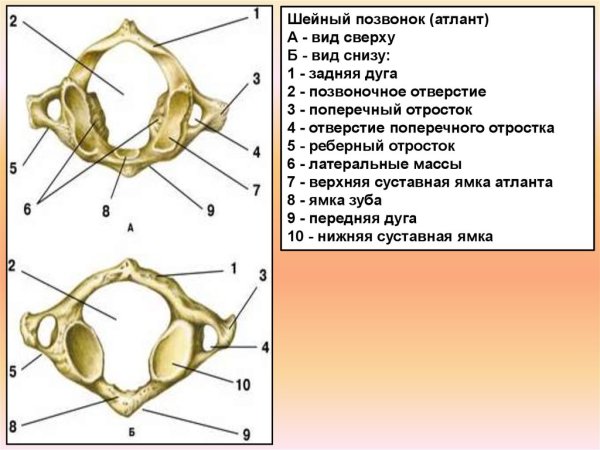 Атлант шейный позвонок анатомия