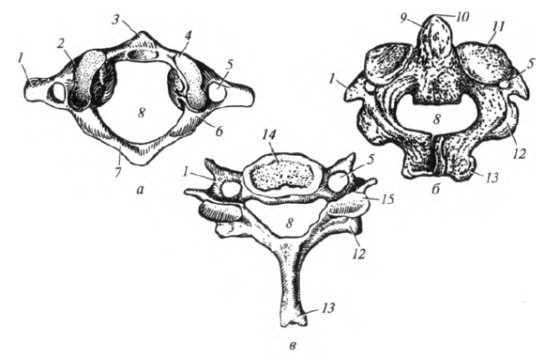 Шейные позвонки Атлант осевой 7 шейный