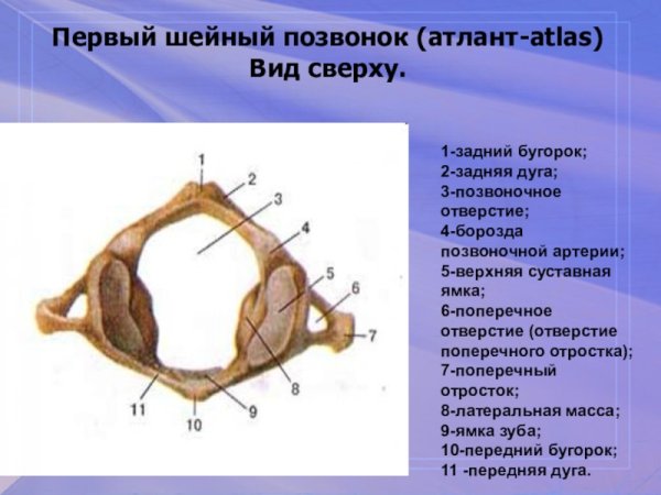 1 Шейный позвонок Атлант строение