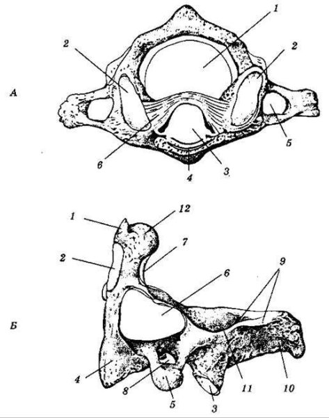 Второй шейный позвонок Атлант сбоку