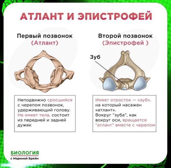 Позвонки Атлант и эпистрофей