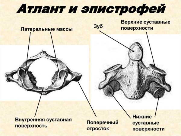 Эпистрофей шейный позвонок