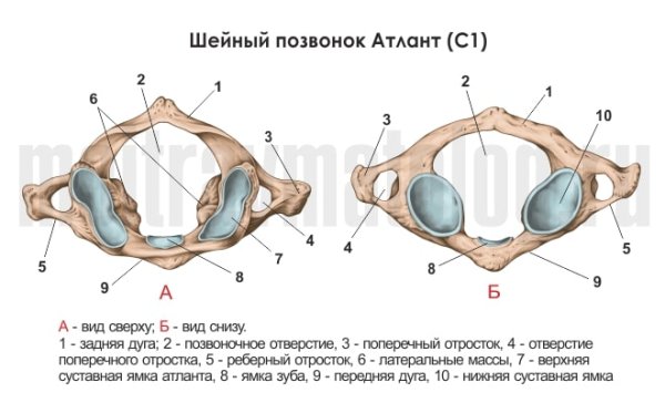 Первый шейный позвонок Атлант вид снизу