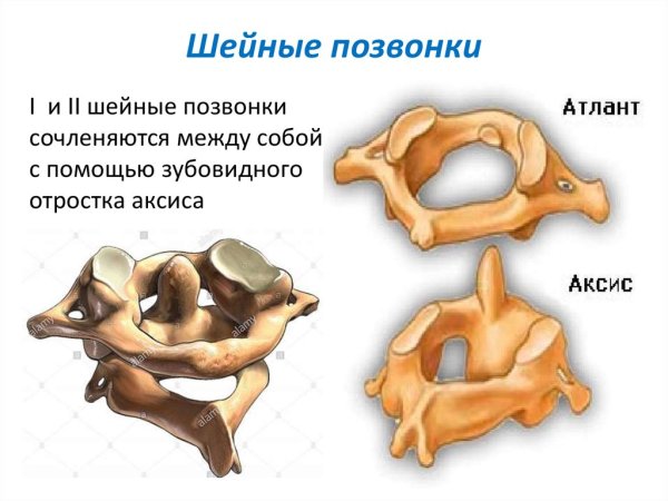 Строение позвонков Атлант и Аксис