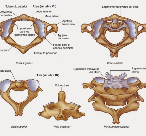 Позвонки c1 c2 шейные