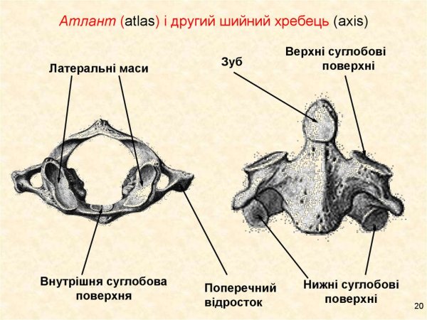 Строение позвонков Атлант и эпистрофей