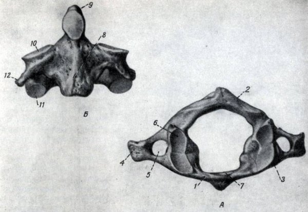 Атлант шейный позвонок анатомия