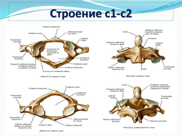 Шейные позвонки строение анатомия