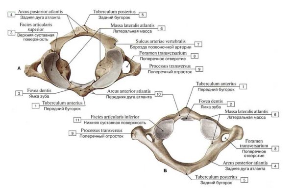 1 Шейный позвонок Синельников