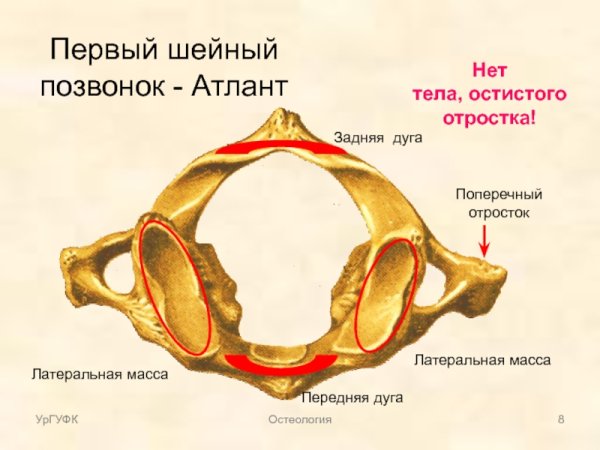 Поперечный отросток первого шейного позвонка