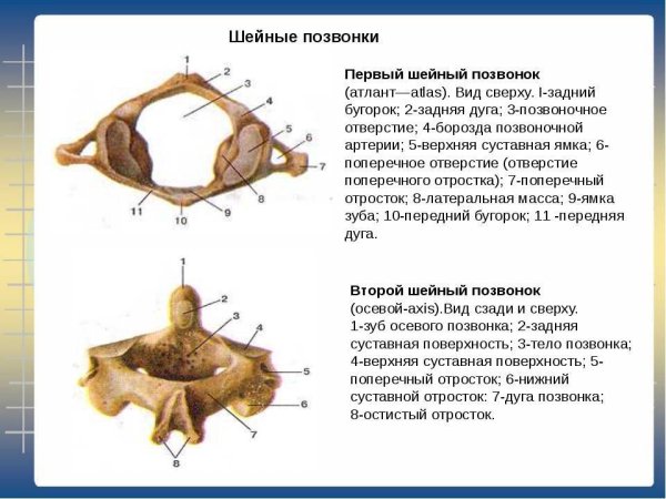 Второй шейный позвонок Атлант строение