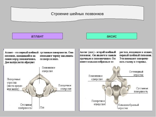 Шейные позвонки Атлант и Аксис