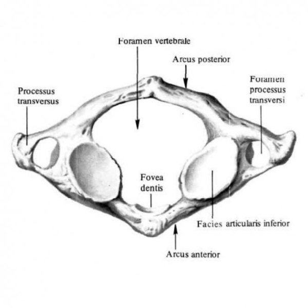 Первый шейный позвонок Атлант вид снизу