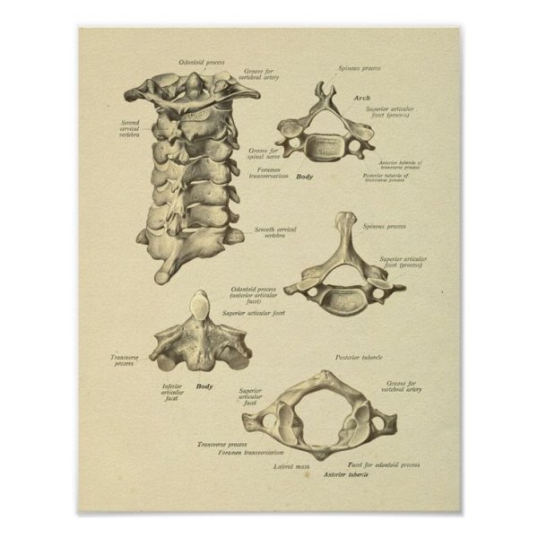 Шейные позвонки анатомия человека