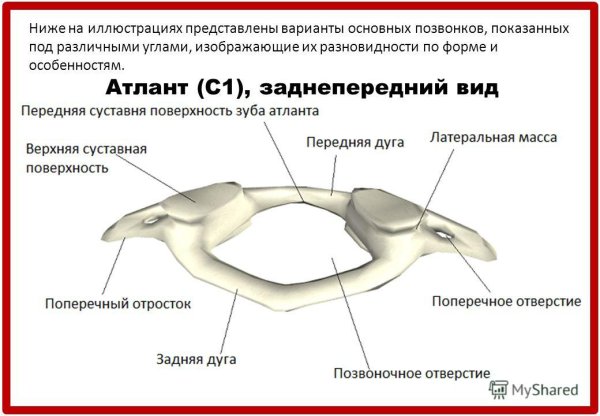 Строение Атланта позвонка