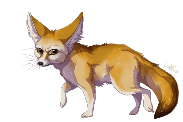 Fennec Fox иллюстрация