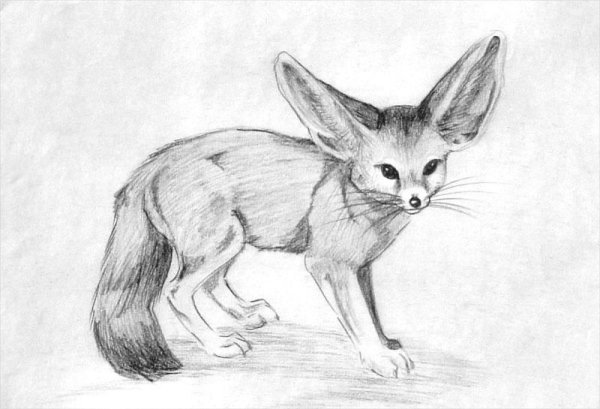 Фенек карандашом