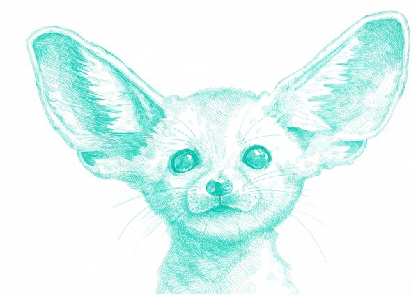 Фенек рисунок карандашом