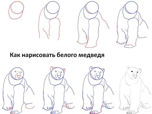 Поэтапное рисование мишки для детей