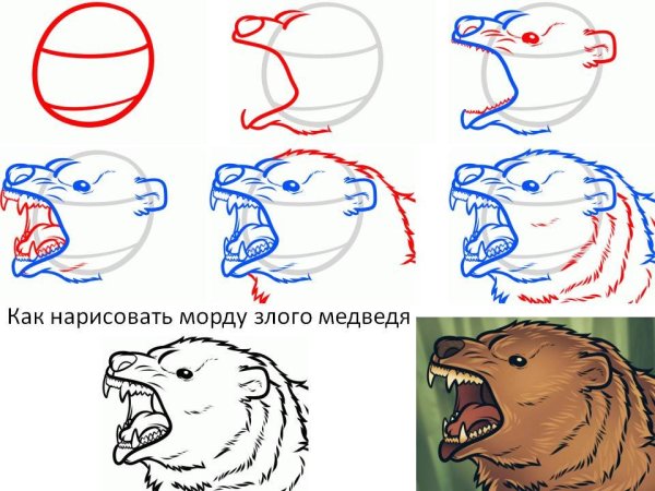 Учимся рисовать медвежонка