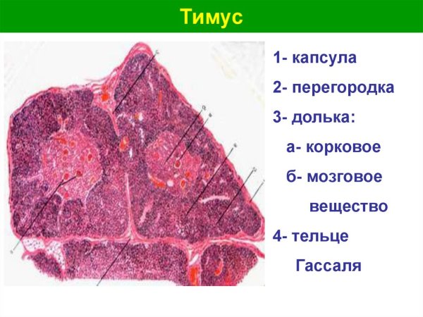Тимус тельце Гассаля гистология