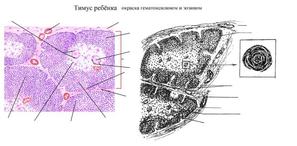 Тимус схема гистология
