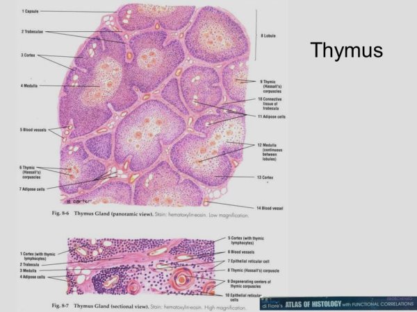 Тимус гистология