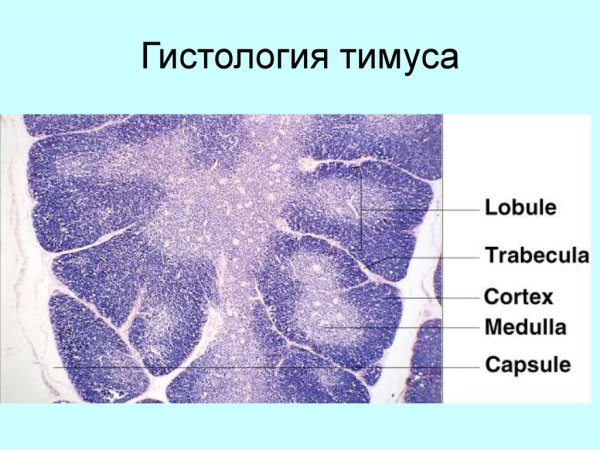 Вилочковая железа гистология препарат