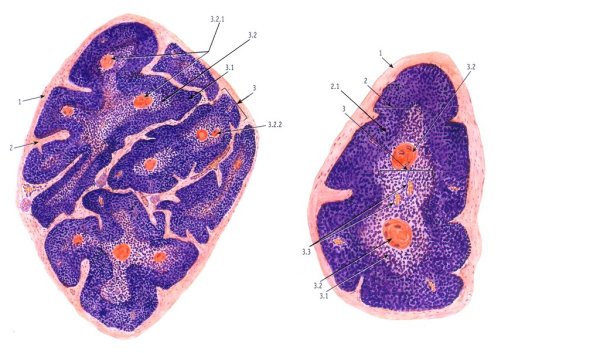 Тимус схема гистология