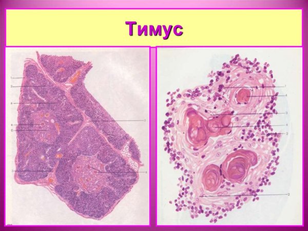 Тимус взрослого гистология препарат