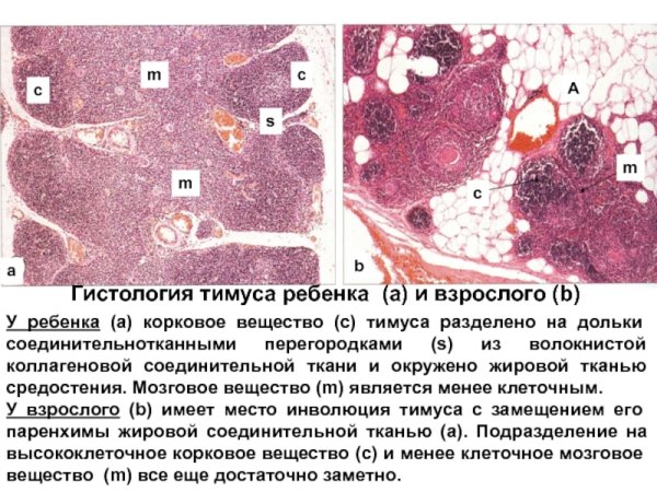 Тимус гистология препарат