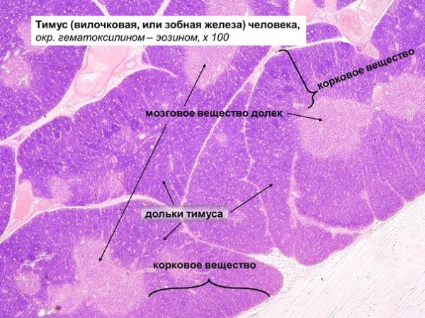 Тимус схема гистология