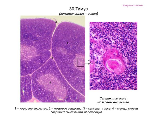 Вилочковая железа гистология препарат