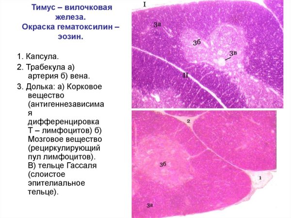 Основные структуры тимуса гистология