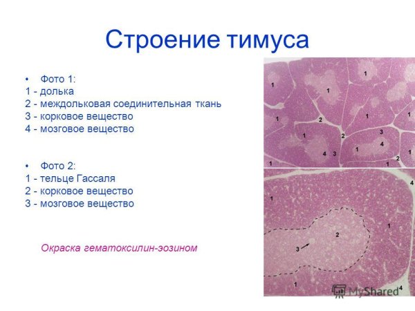 Thymus Histology